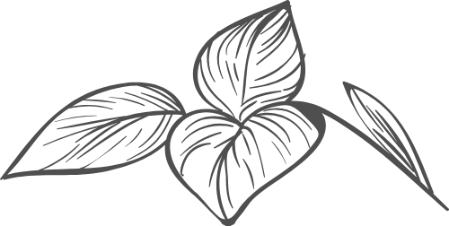 Lá, leaf