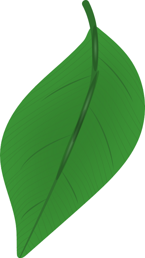 Lá cây, lá, leaf, lá xanh