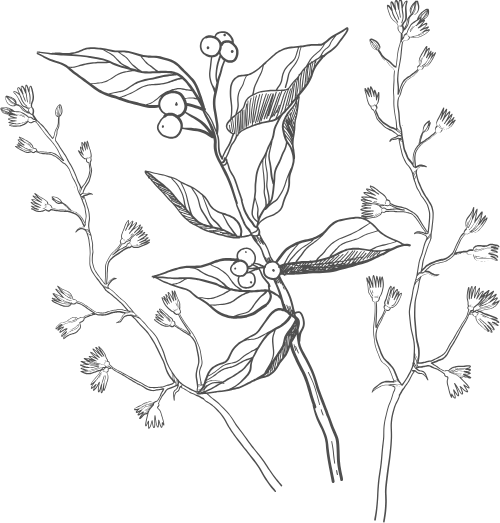 Lá, leaf 1