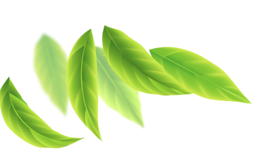 Lá, lá cây, leaf