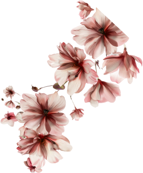 hoa, flower