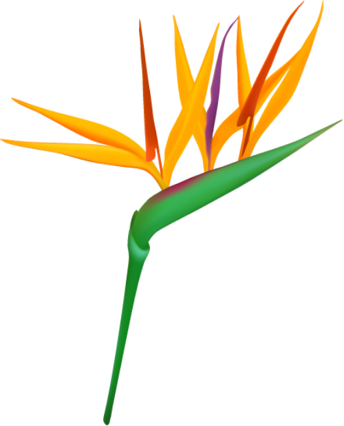 Hoa thiên điểu, thiên điểu, hoa, flowwer,  hoa chim thiên đường