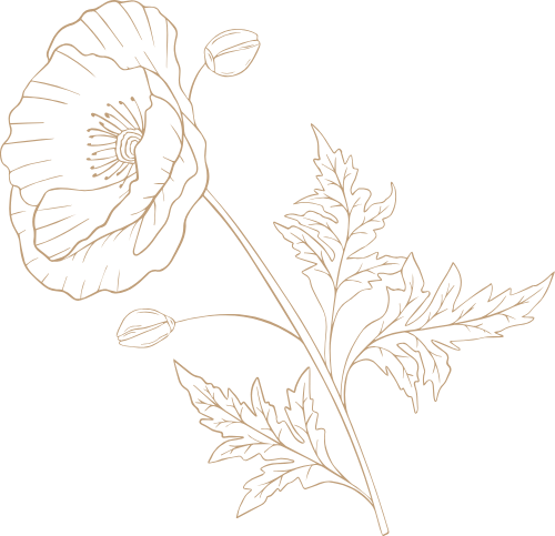 Hoa, đường nét, line, flowers 1