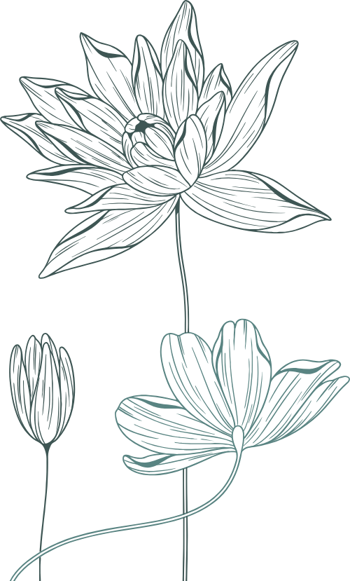 Hoa sen, hoa, flower, lotus, sen, line, hand draw