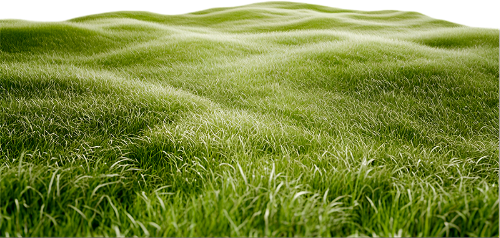 Cỏ, grass, đồng cỏ, bãi cỏ, đồi, hill