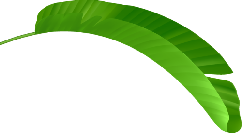 Lá, lá cây, lá xanh, leaf 3