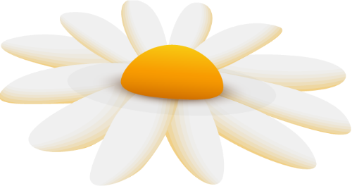 Hoa cúc, hoa, flower, daisy