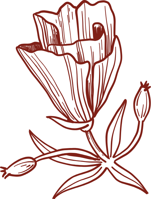 Hoa, đường nét, line, flowers 3
