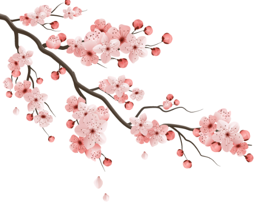 Hoa anh đào, anh đào, hoa, hoa đào, flower, cherry blossom