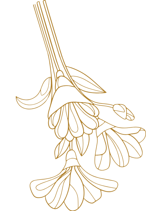 Hoa, hoa lá, flower, shape, hình dạng, line