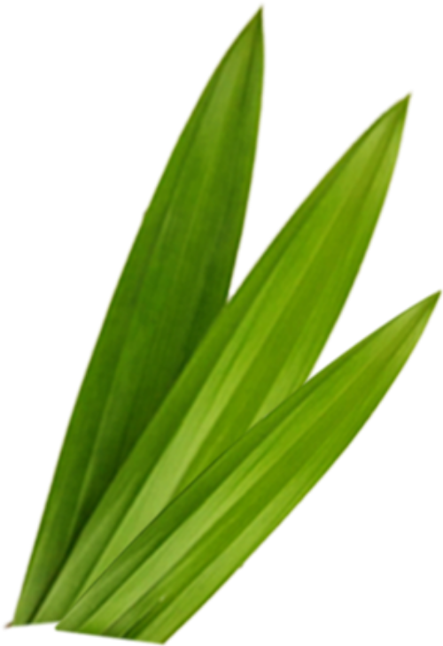 Lá, lá cây, lá dứa, leaf