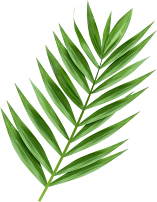 Lá, lá cây, leaf, lá dừa, coconut, dừa