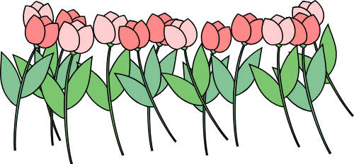 Hoa, hoa tulip, tulip, flower, dễ thương, cute