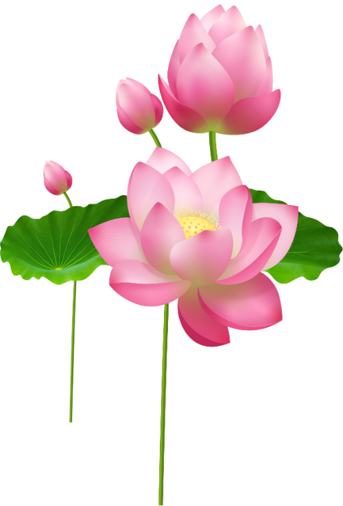 Hoa, flowers, hoa sen, lotus