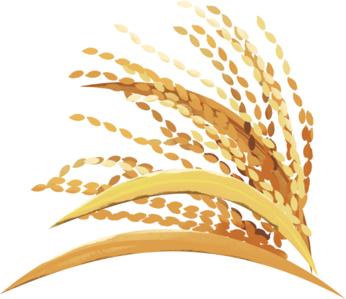 Cây lúa, lúa, rice