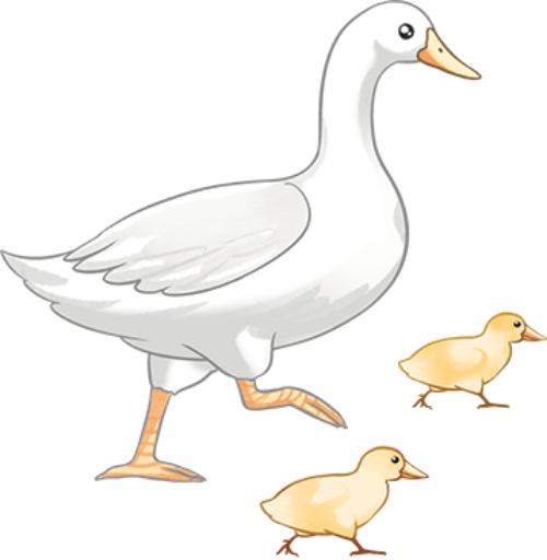 Vịt, duck, vịt trắng, vịt con, động vật, animal, Việt Nam, watercolor