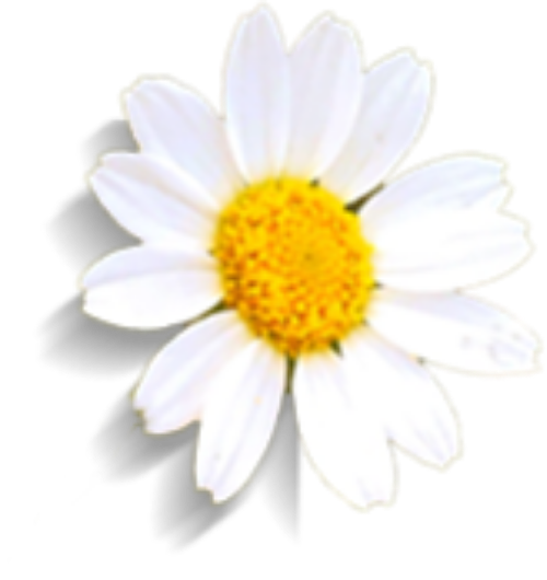 Hoa, hoa cúc, cúc, daisy, flower