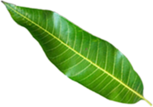 Lá, lá cây, lá xoài, mango, leaf