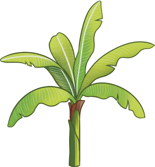 Cây chuối, chuối, cây, banana tree, banana, tree