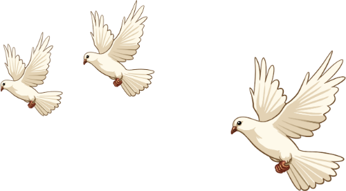 Bồ câu, chim, pigeons, birds