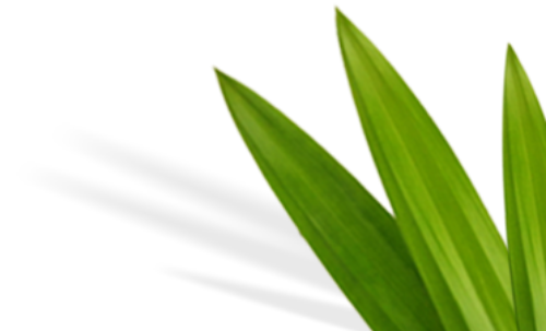 Lá, lá cây, lá dứa, leaf