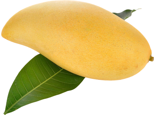 Xoài, trái xoài, quả xoài, mango, trái cây, fruit