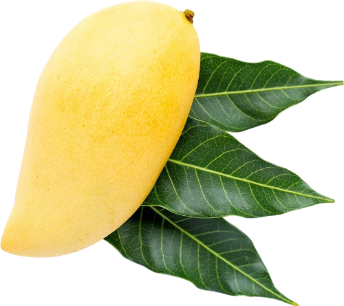 Xoài, trái xoài, quả xoài, mango, trái cây, fruit