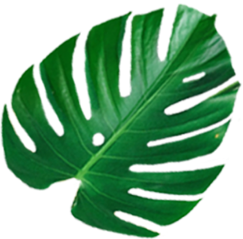 Lá, lá cây, leaf