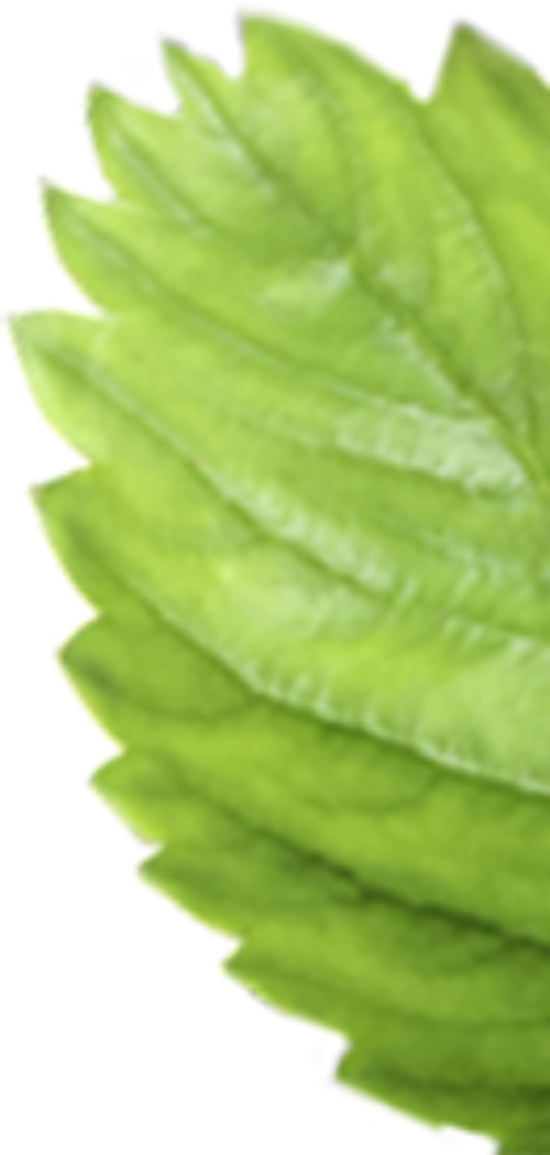 Lá, lá bạc hà, lá cây, bạc hà, leaf