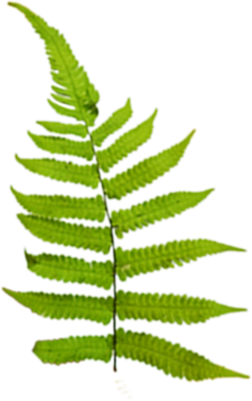 Lá, lá cây, lá dương sỉ, dương sỉ, leaf