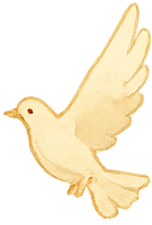 Bồ câu, chim bồ câu, chim, bird, pigeon, dove