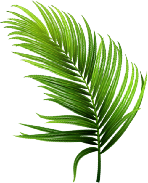 Lá, lá cây, leaf, lá dừa, coconut, dừa