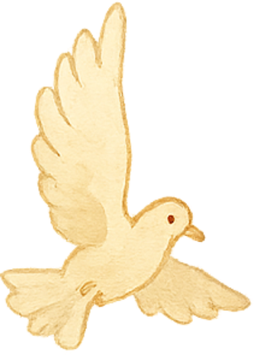 Bồ câu, chim bồ câu, chim, bird, pigeon, dove