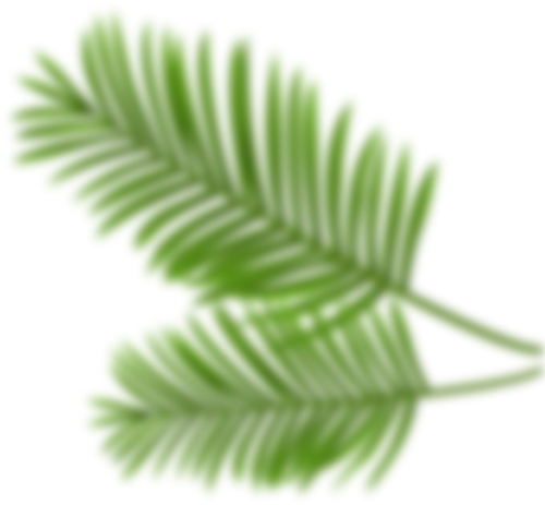 Lá, lá cây, leaf, lá dừa, coconut, dừa