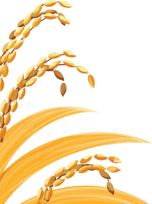 Lúa, lúa mạch, barley, watercolor