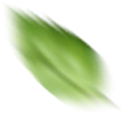 Lá, lá bạc hà, lá cây, bạc hà, leaf