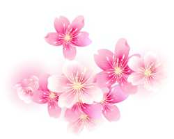 Hoa đào, hoa, hoa anh đào, flower, cherry blossom