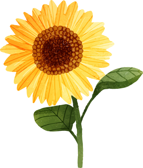 Hoa hướng dương, sun flower, hướng dương, hoa, flower, water color