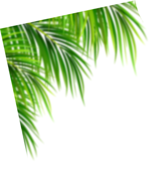 Dừa, lá dừa, coconut, lá cây, lá, leaf