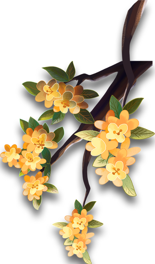 Hoa, hoa mai, flowers, apricot flowers