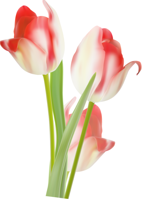 Hoa, hoa tulip, flower, tulip