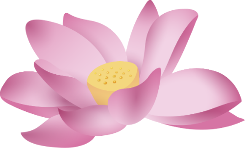 Hoa sen, sen, lotus, hoa, flower, gradient