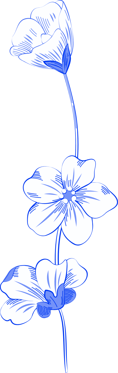 Hoa, line, flower, nét, cọ, brush