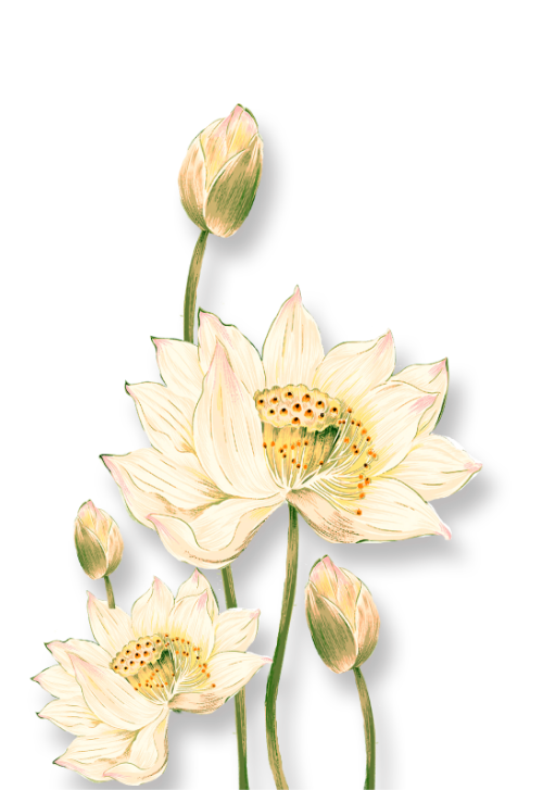 Sen, hoa sen, hoa, lotus, flowers