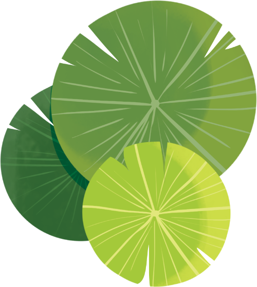 Lá, lá sen, leaf,  lotus leaf, trung thu, mid-autumn festival