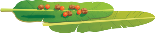 Lá chuối, gói bánh, banana leaves, cake wrapping, trung thu, mid-autumn festival