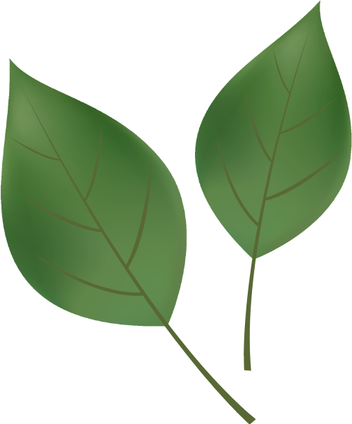 Lá, lá cây, leaf, lá xanh, cây xanh 3