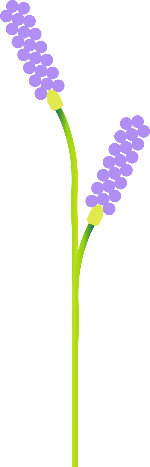 Hoa, flower 3