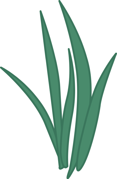 Cỏ, cây, cây xanh, grass, lá, leaf