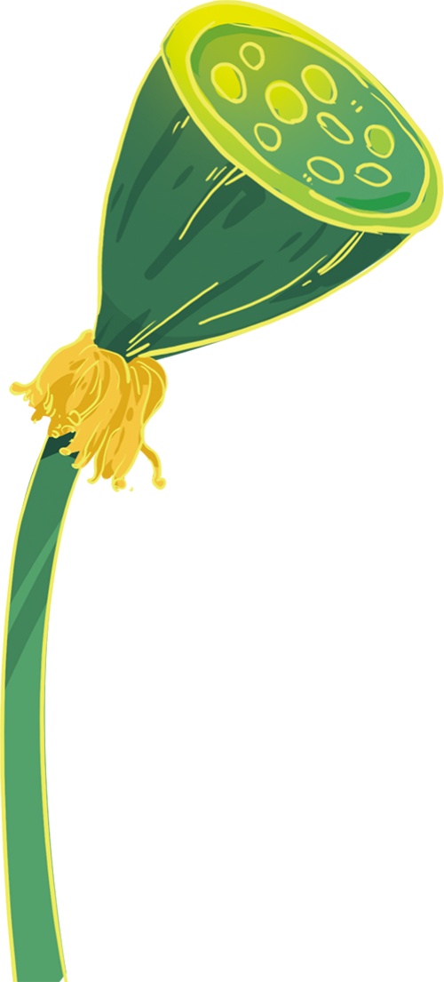 Búp sen, đài sen, lotus bud, lotus pedestal, hoa sen, hoa, flower, lotus